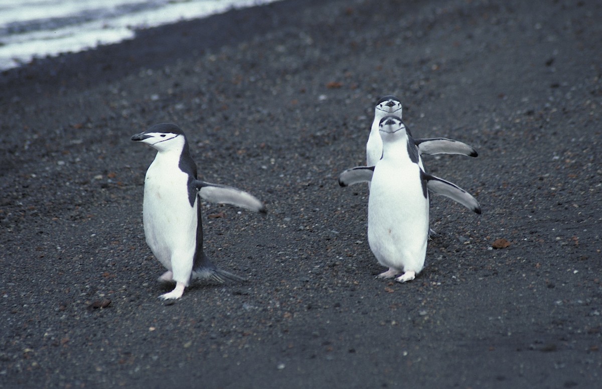 Chinstrap Penguin - ML618357321