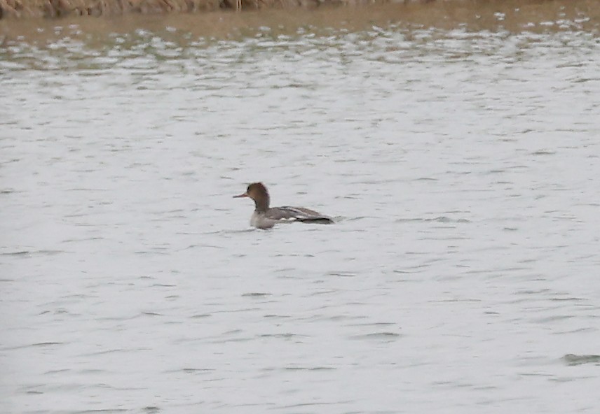 Red-breasted Merganser - Neal Ratzlaff