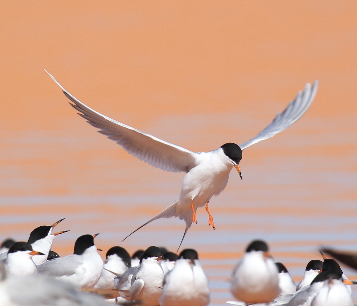 Forster's Tern - Toni McQuivey Taylor