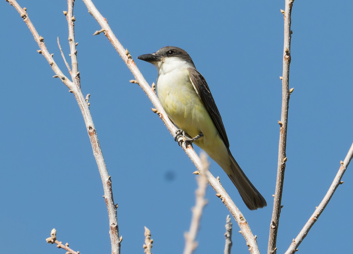 Thick-billed Kingbird - Chris Charlesworth