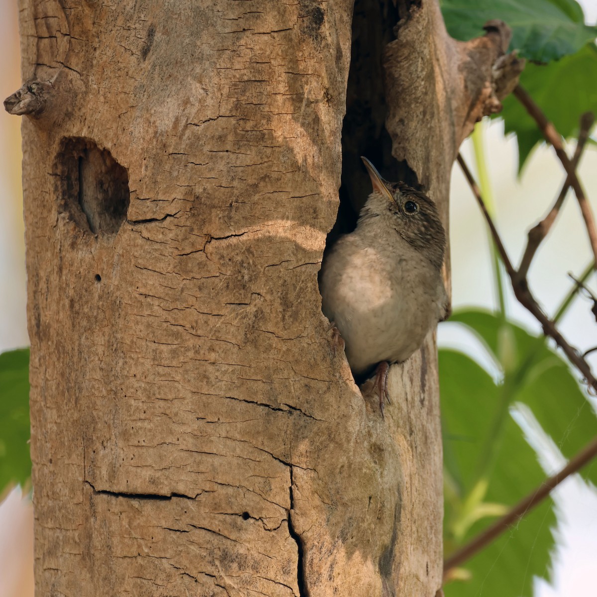 House Wren - Michael Murray