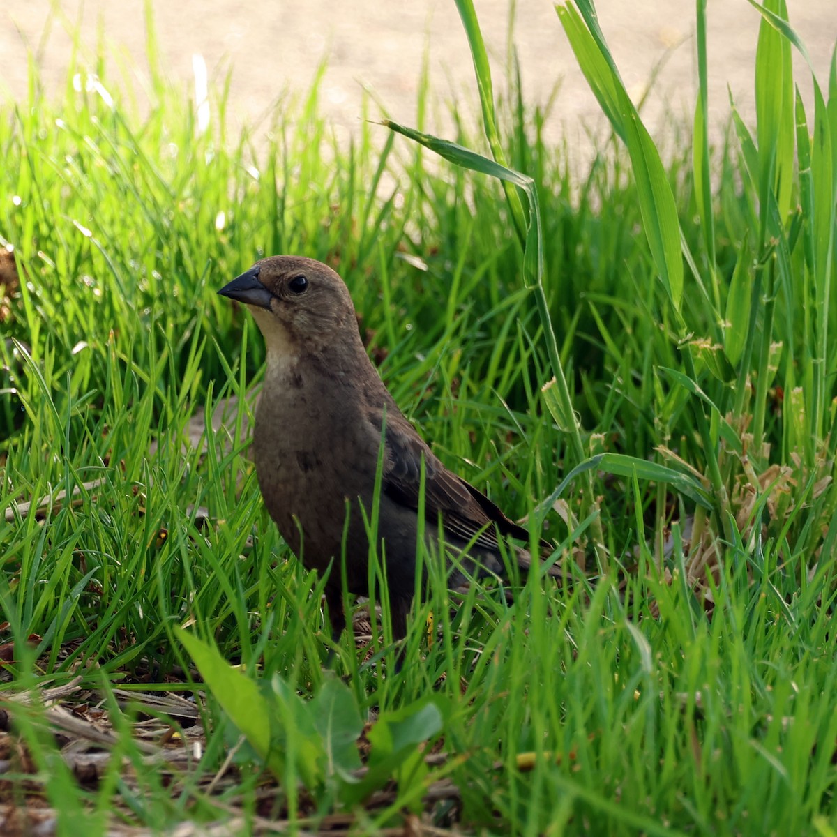 Brown-headed Cowbird - Michael Murray