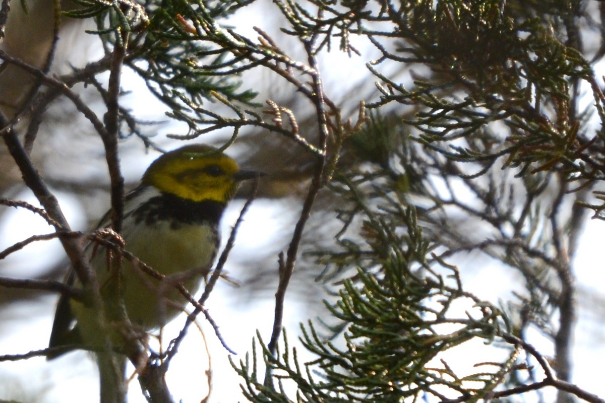 Black-throated Green Warbler - Laura M.