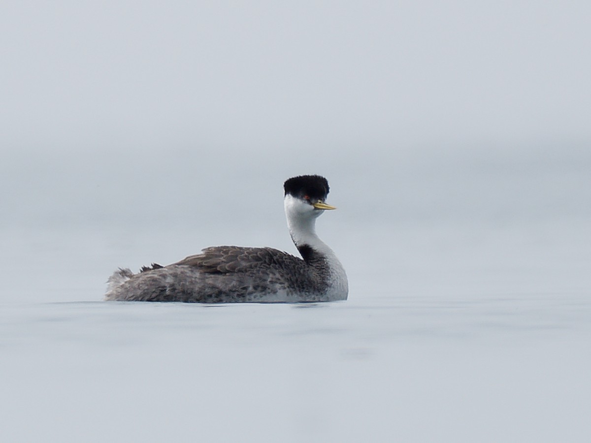 Western Grebe - ML618357437