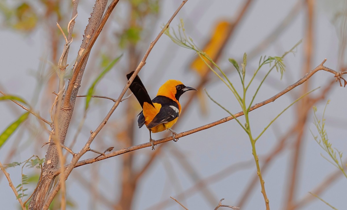 Hooded Oriole - ML618357496