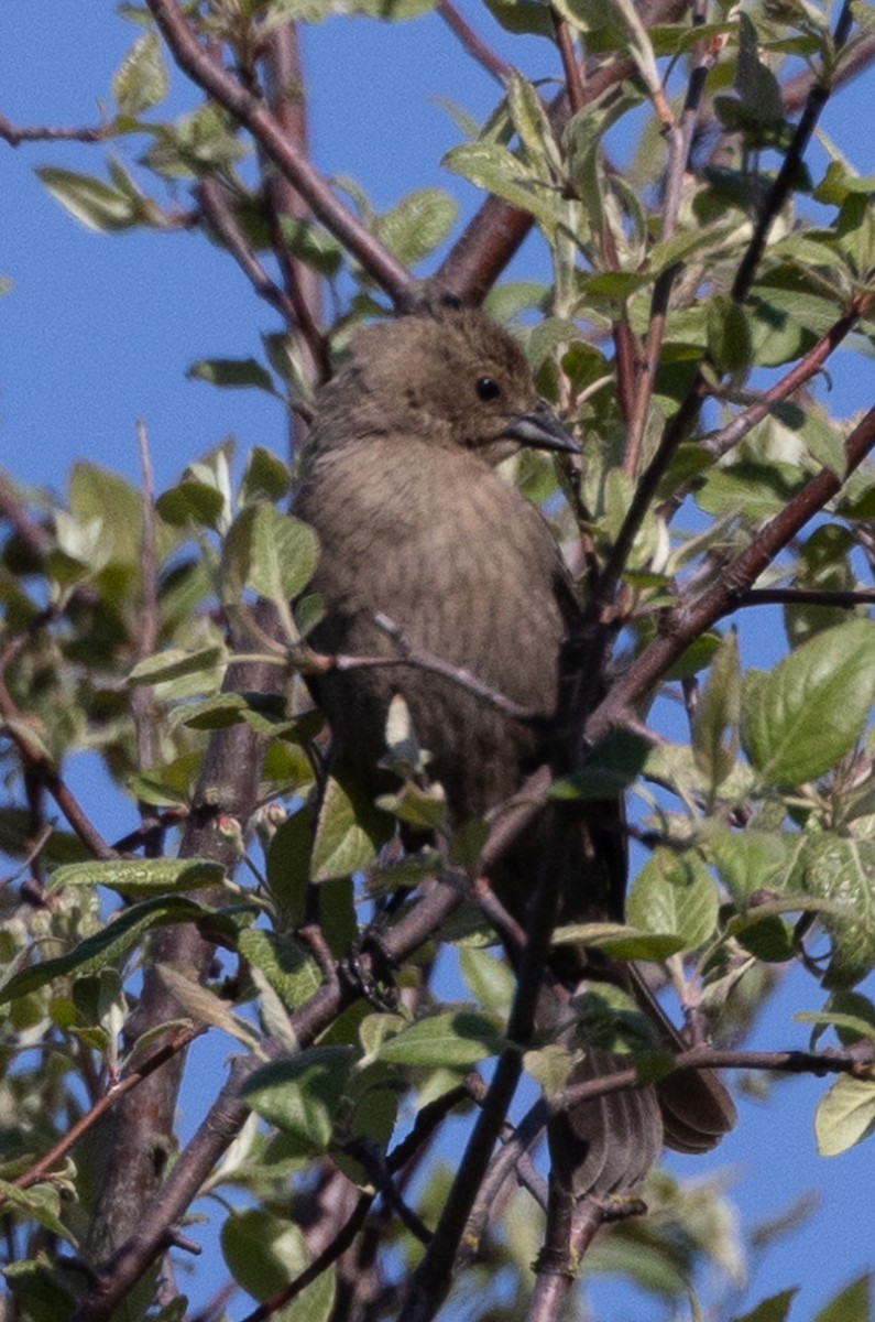 Brown-headed Cowbird - John Reynolds