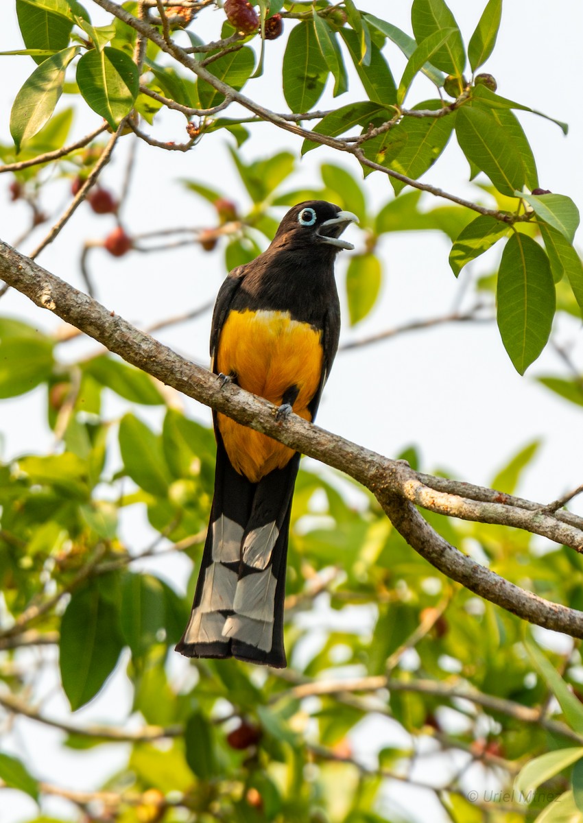 Trogon à tête noire - ML618357520