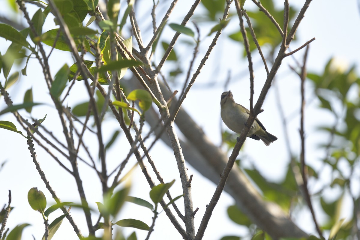 skjeggvireo - ML618357532