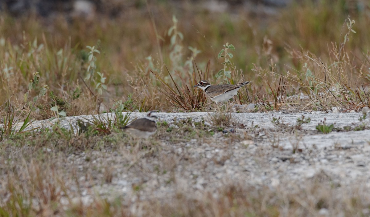 Killdeer - ML618357543