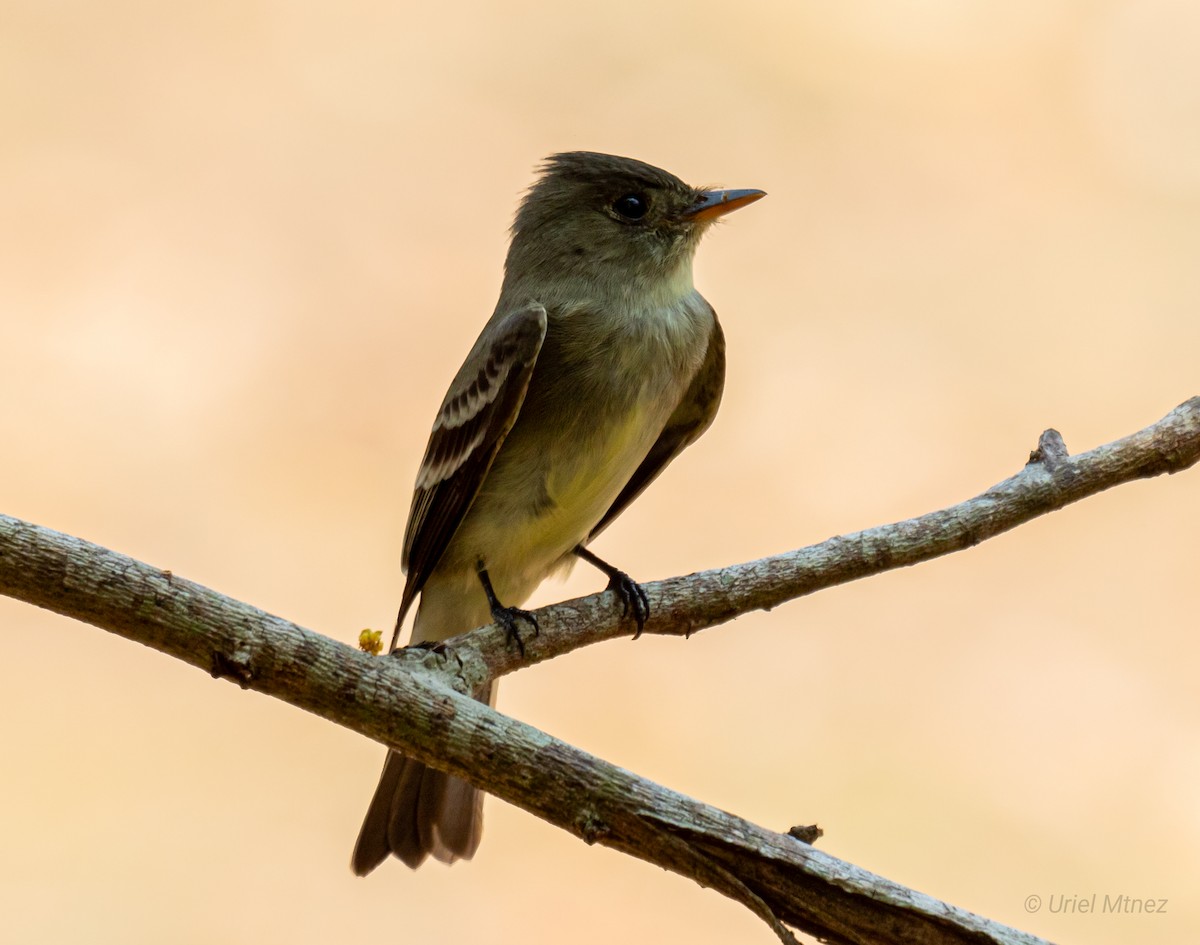 Eastern Wood-Pewee - ML618357573