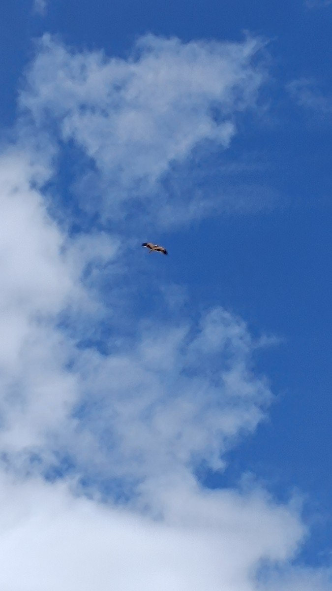 Booted Eagle - Arturo Pérez Acevedo