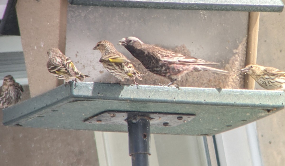 Black Rosy-Finch - Richard Stanton