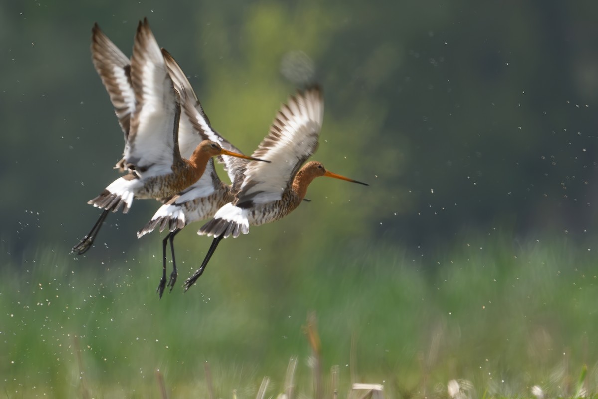 Black-tailed Godwit - ML618357649