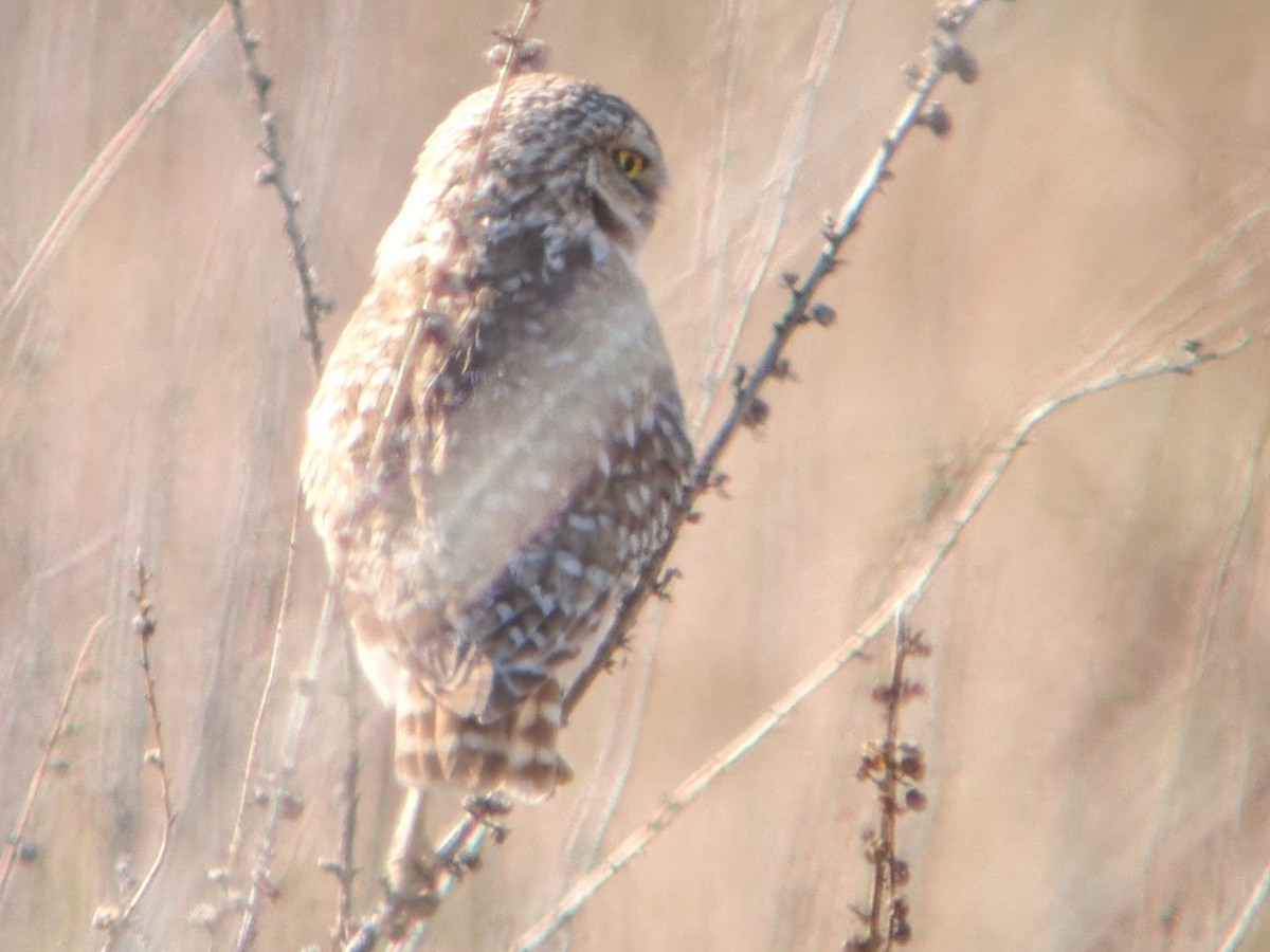 Burrowing Owl - Richard Stanton