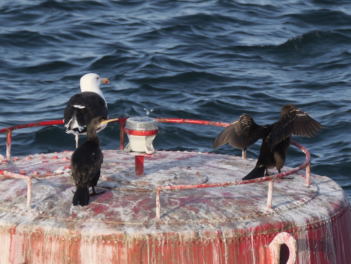 European Shag - Tom Carley