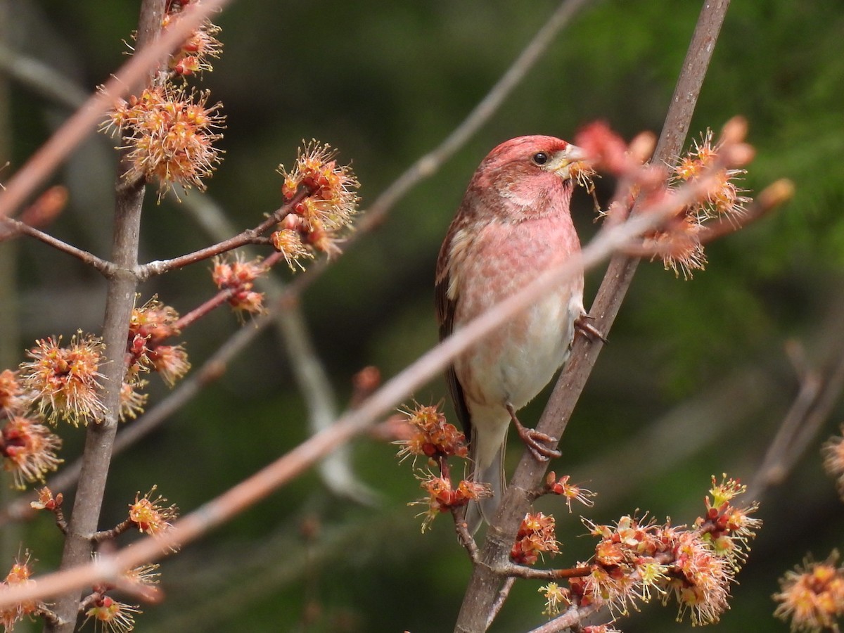 Purple Finch - Joseph McGill