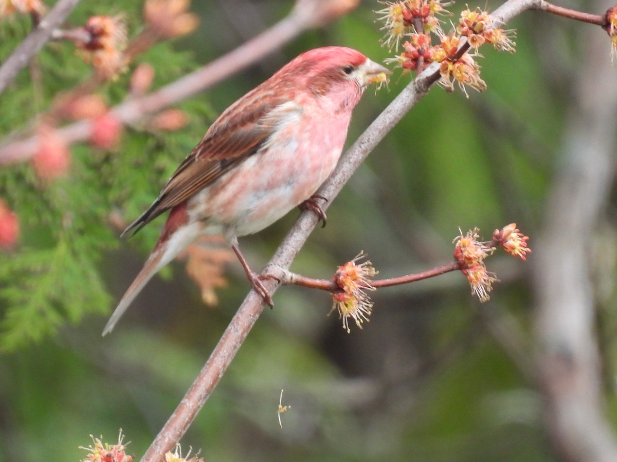 Purple Finch - Joe McGill