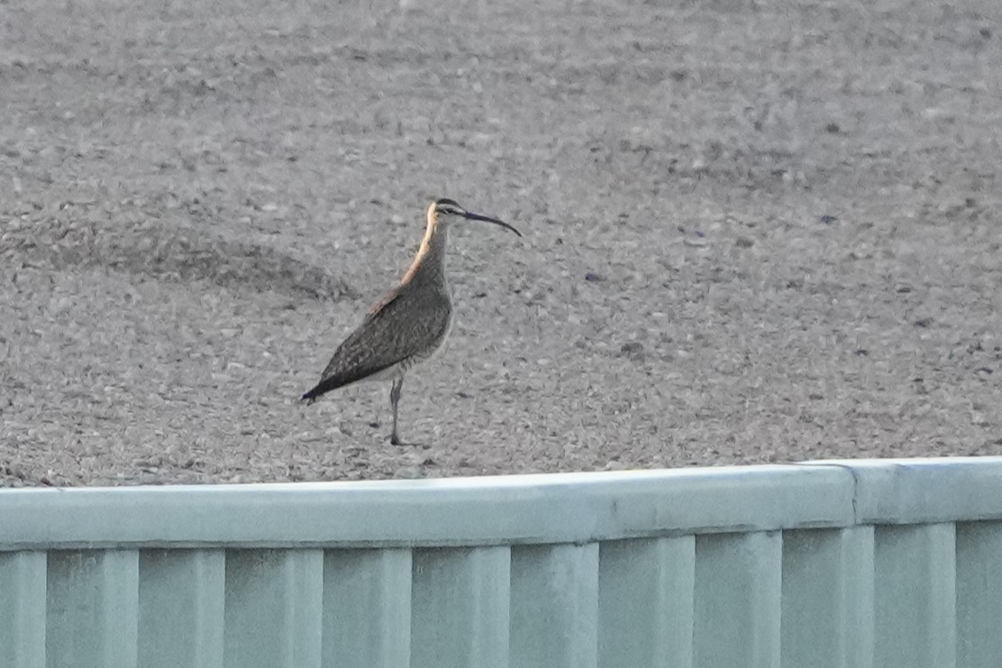 Regenbrachvogel (hudsonicus) - ML618357731