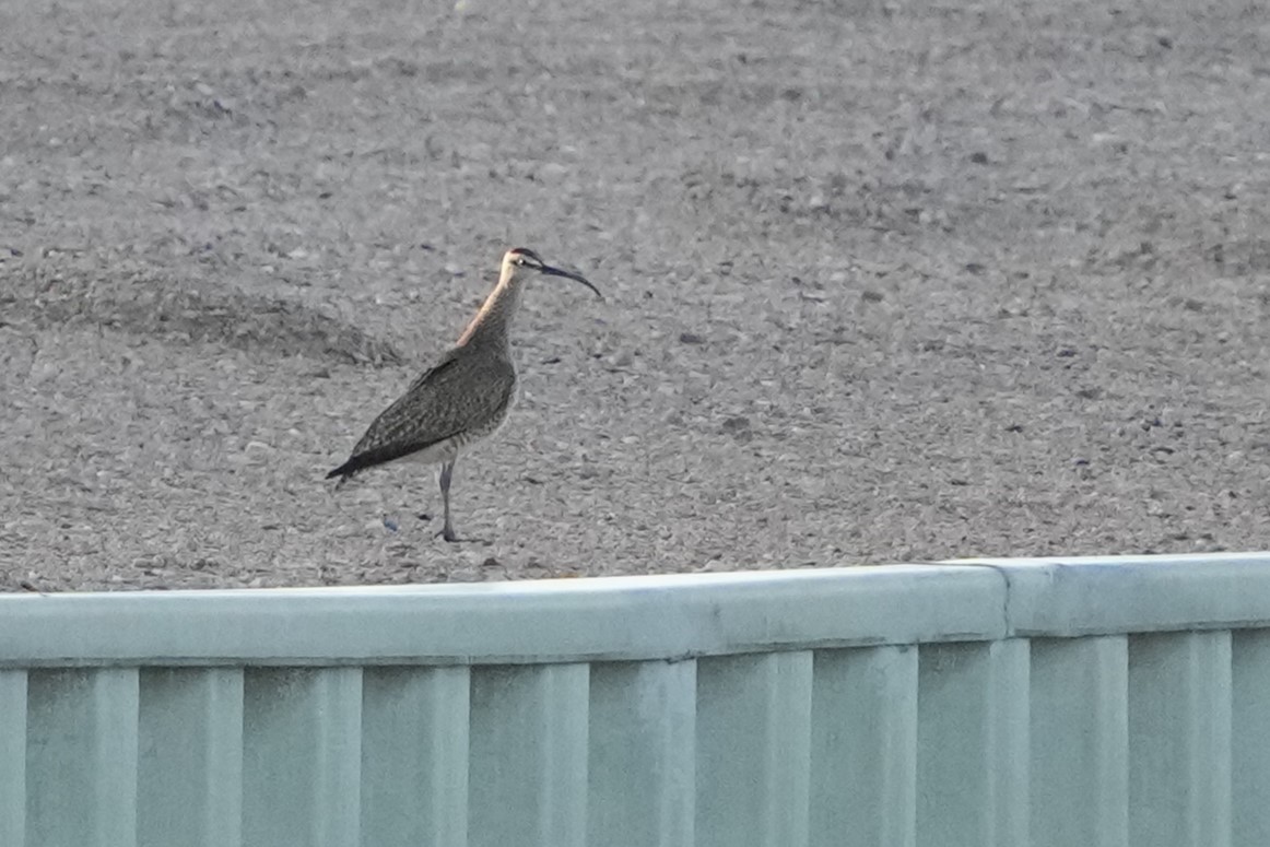 Whimbrel (Hudsonian) - ML618357732