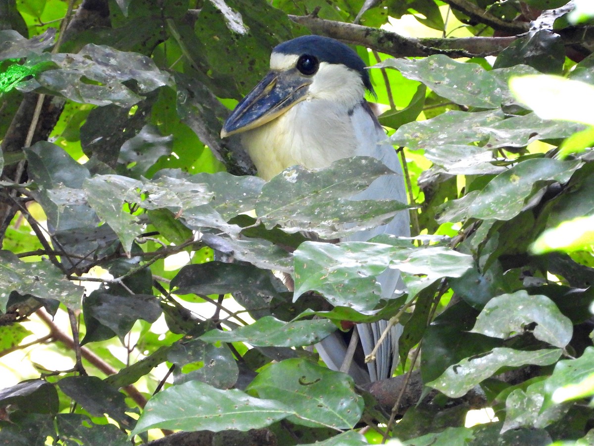 Boat-billed Heron - Mary Leigh