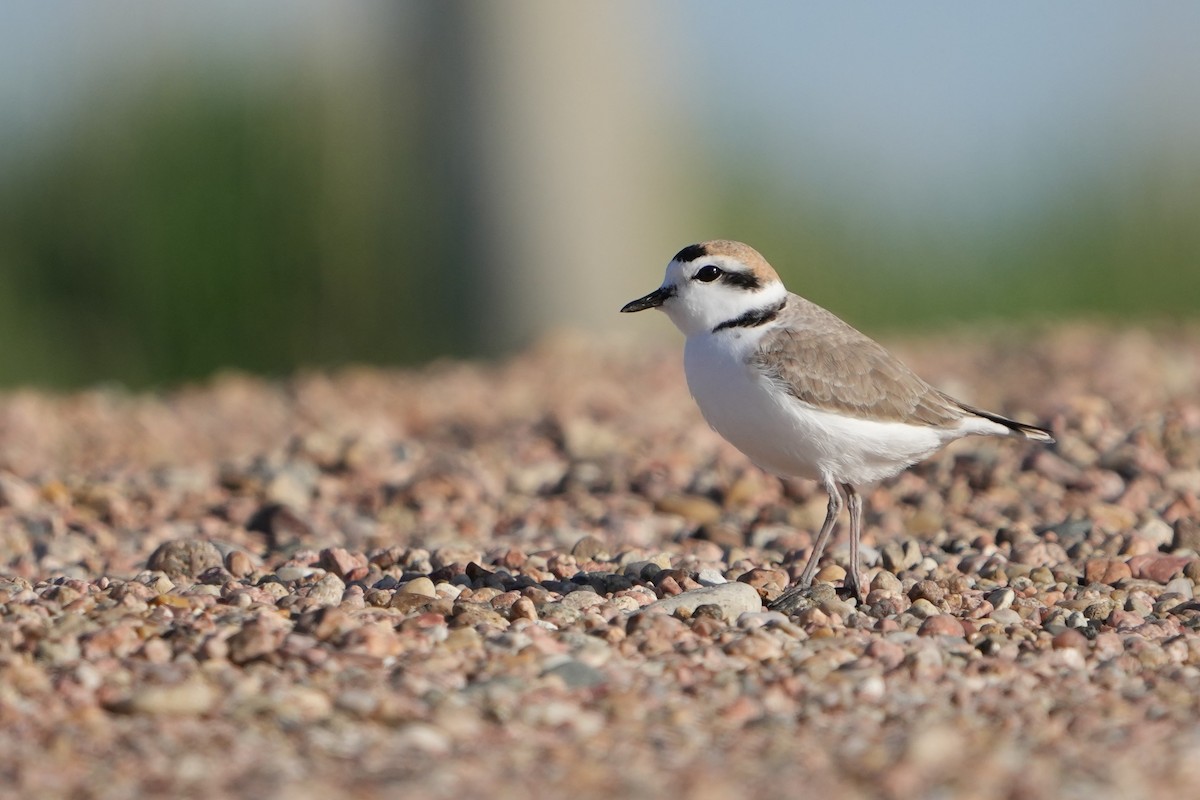 Snowy Plover - Thane Dinsdale