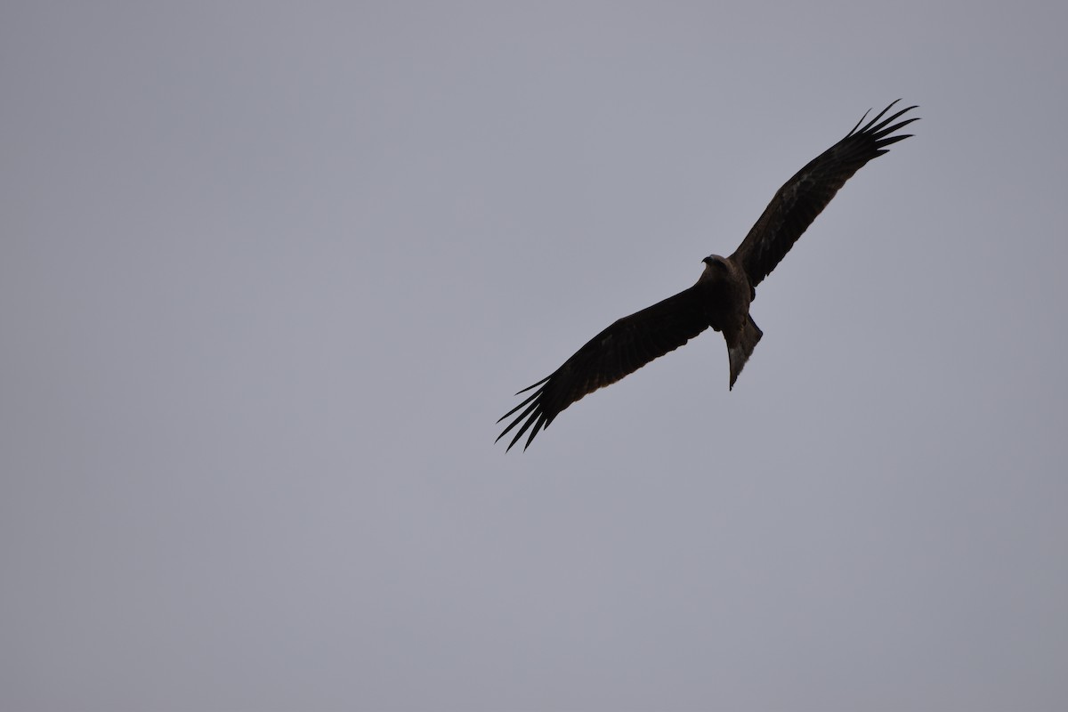 Black Kite - ML618357782