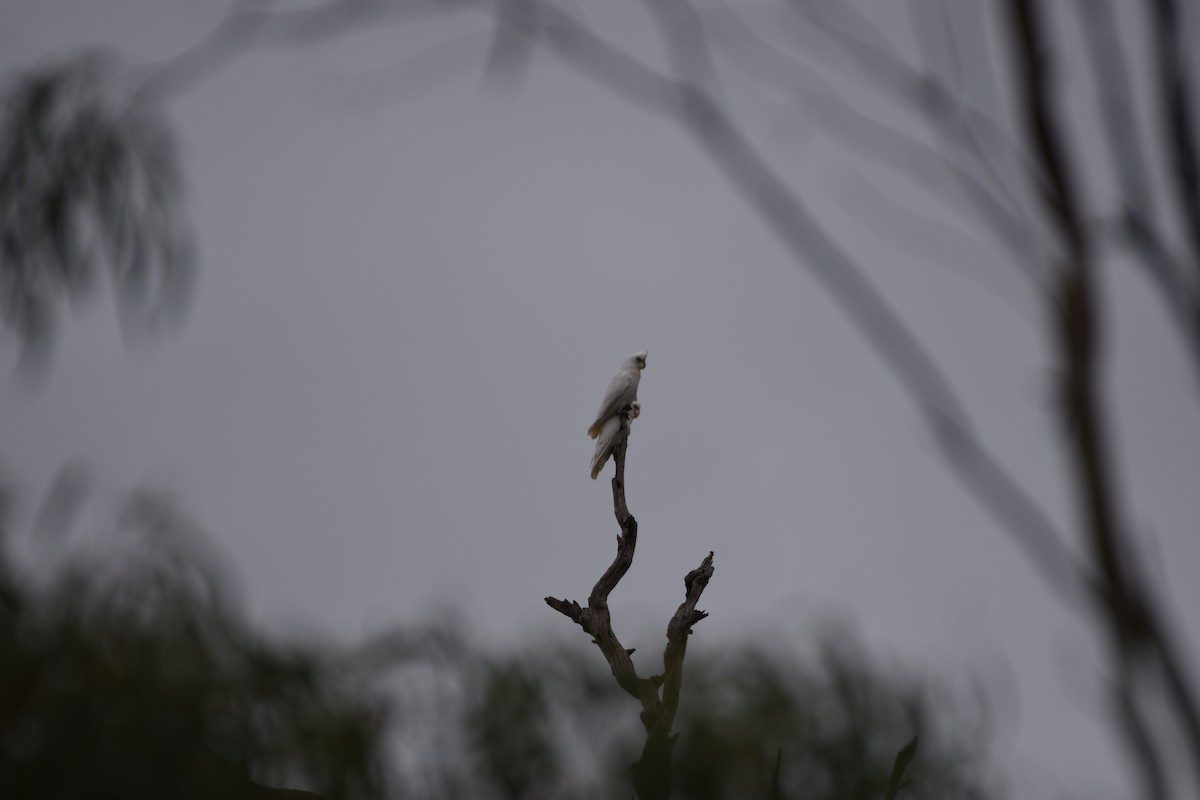 Cacatoès corella - ML618357785