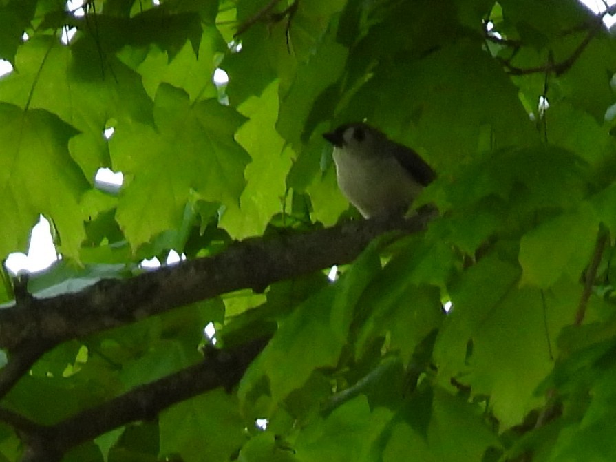 Tufted Titmouse - Jeanene Daniels