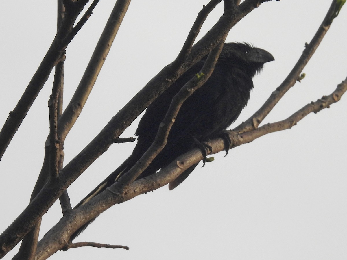 Groove-billed Ani - ML618357807