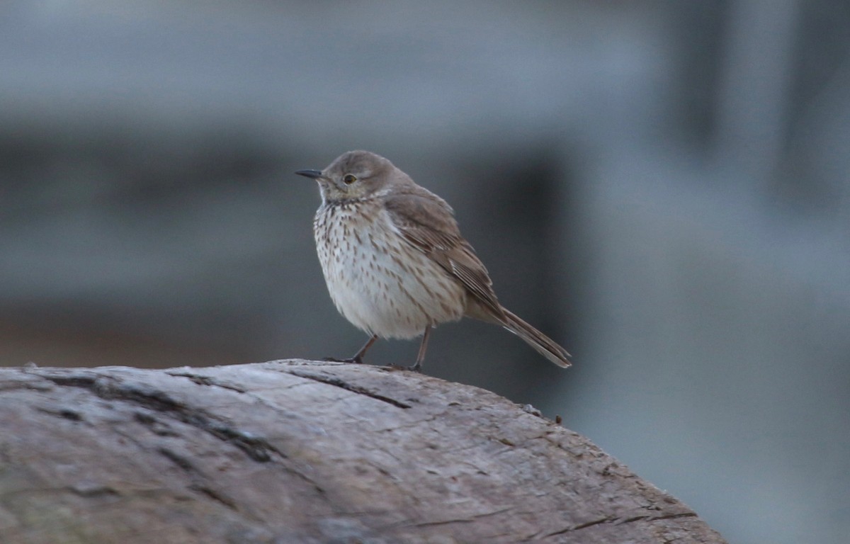 Sage Thrasher - Rob Lyske