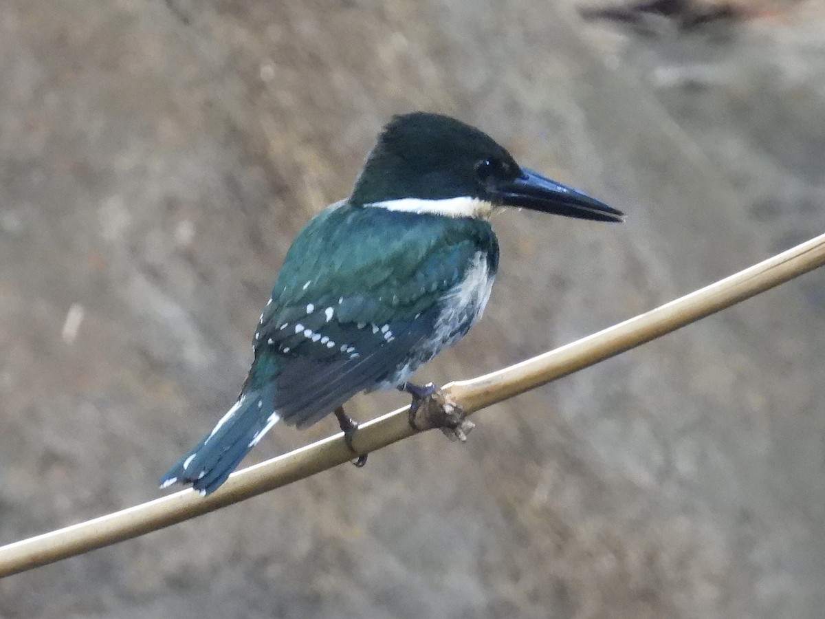 Green Kingfisher - ML618357850