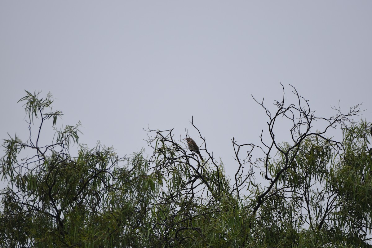 Spiny-cheeked Honeyeater - ML618357855