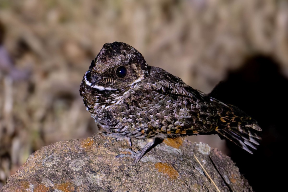 Common Poorwill - Nancy Christensen