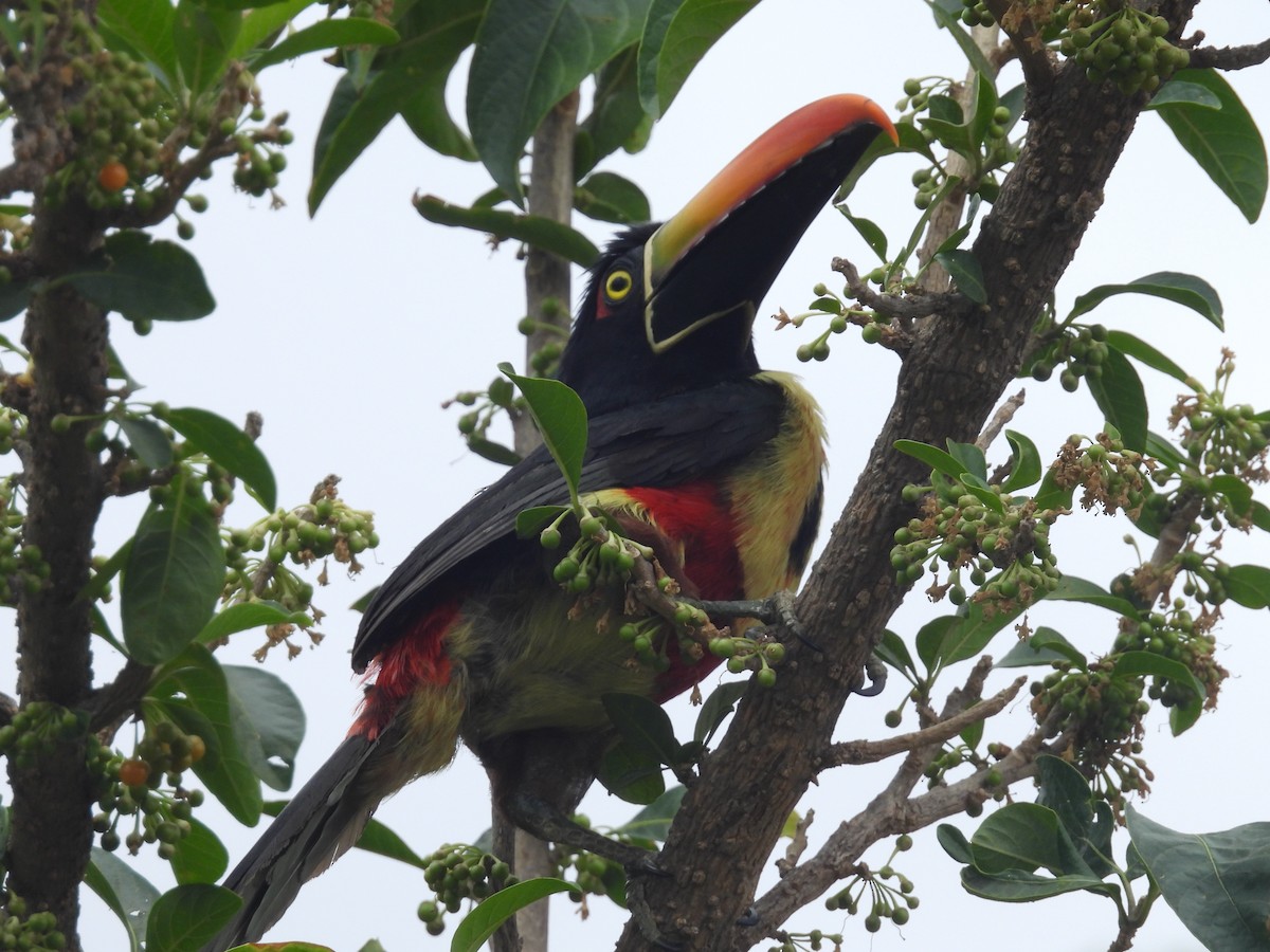 Fiery-billed Aracari - ML618357864