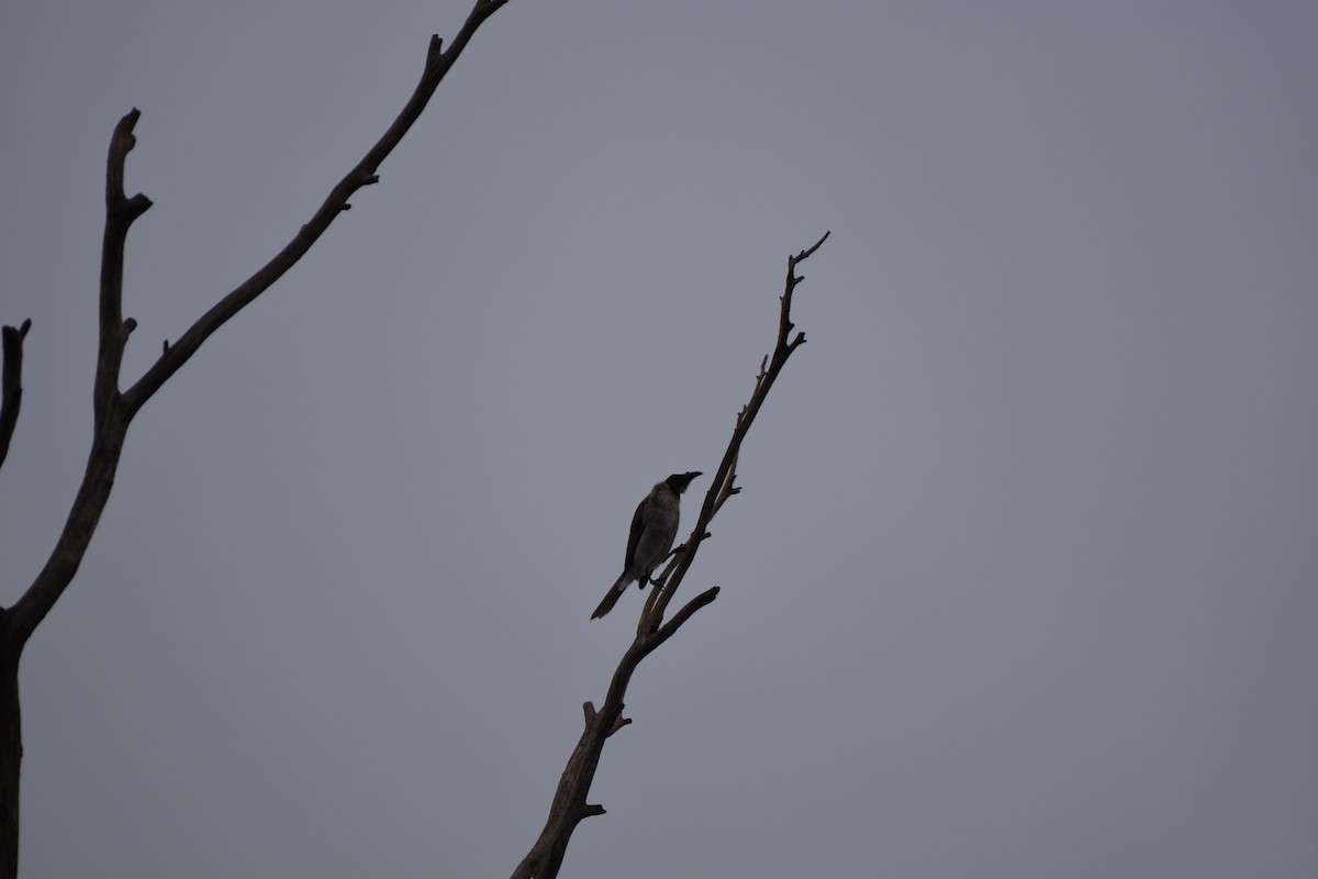 Noisy Friarbird - ML618357867