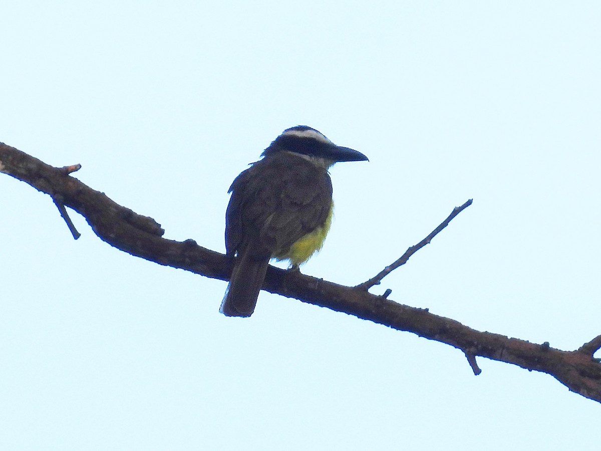 Boat-billed Flycatcher - ML618357872