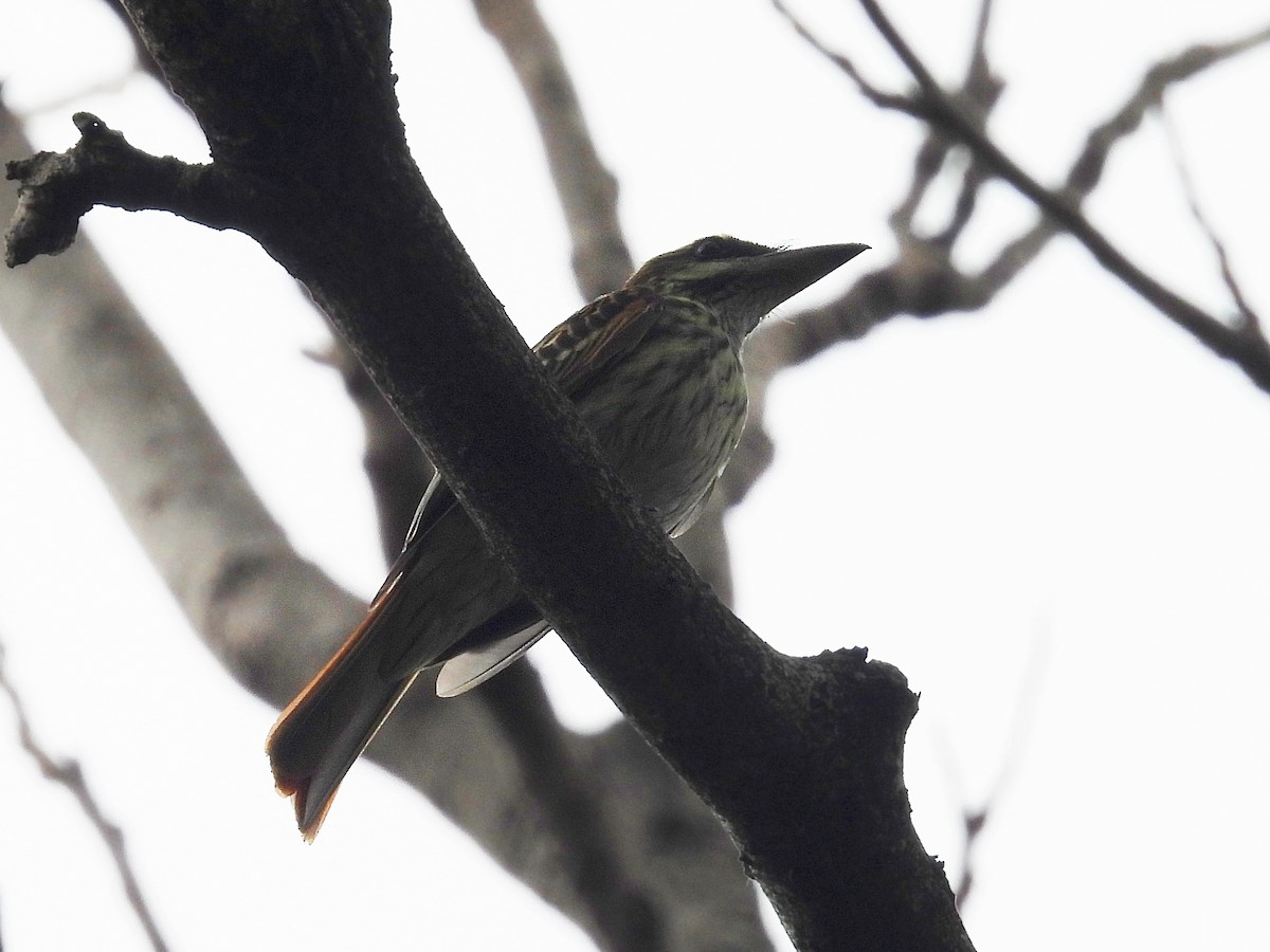 Streaked/Sulphur-bellied Flycatcher - ML618357879