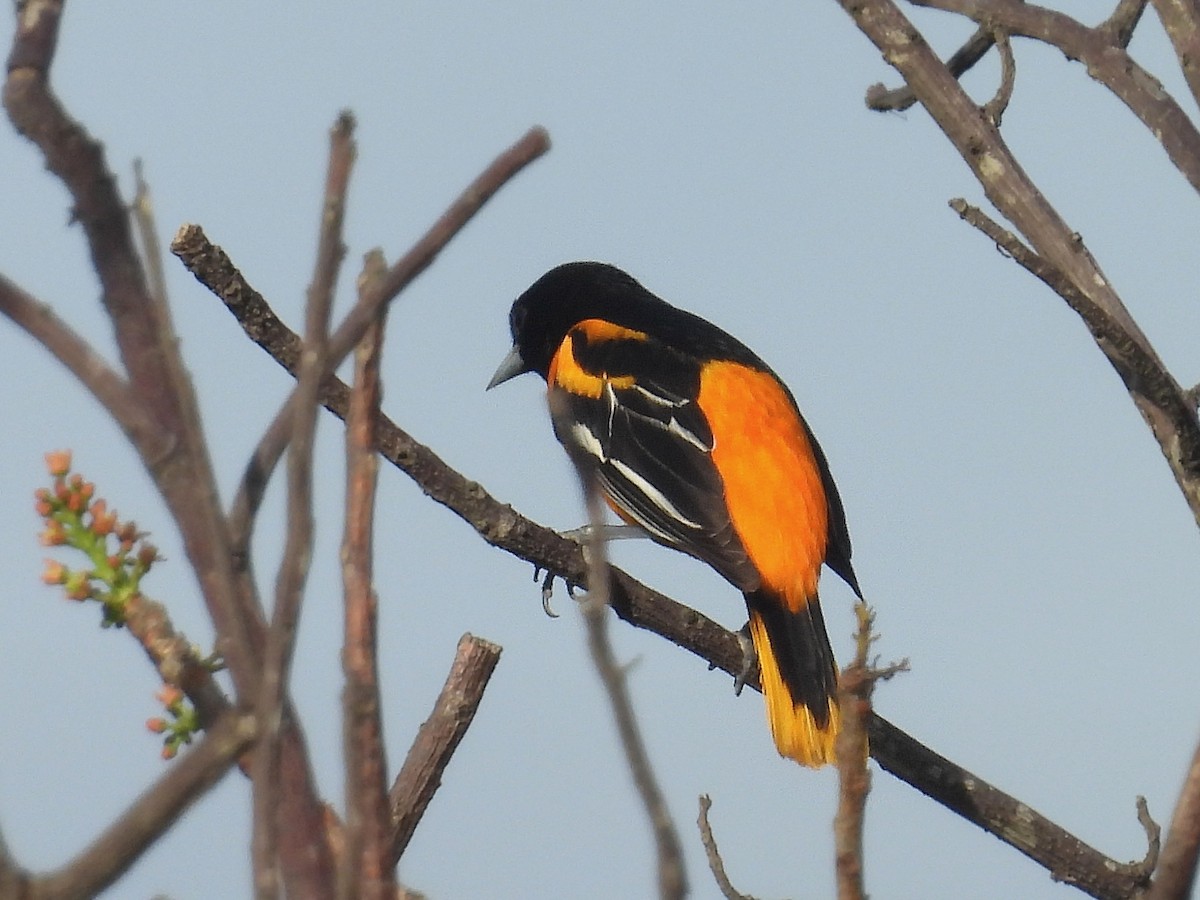 Baltimore Oriole - Urs Geiser