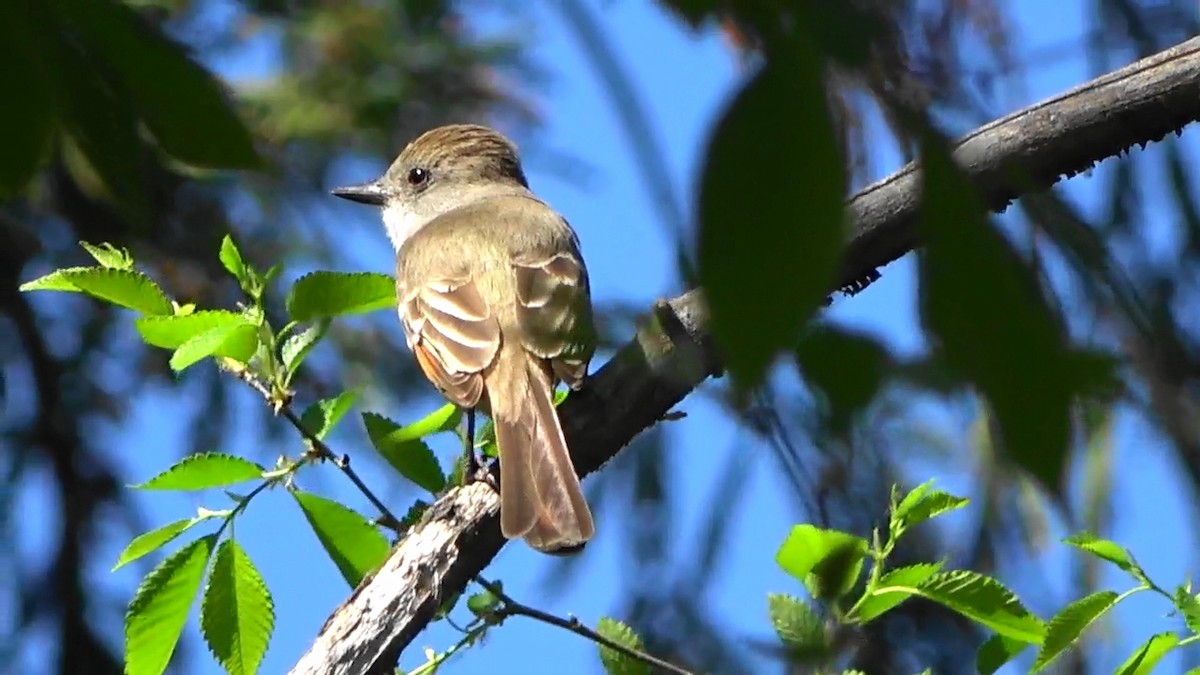 Ash-throated Flycatcher - Bruce Schine