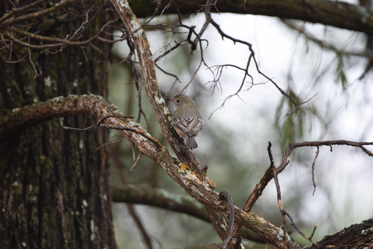 Rufous Whistler - ML618357900