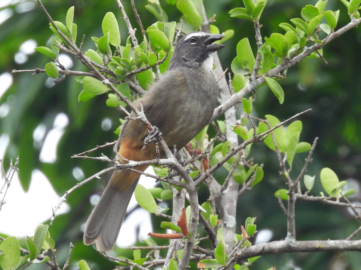 Cinnamon-bellied Saltator - ML618357902