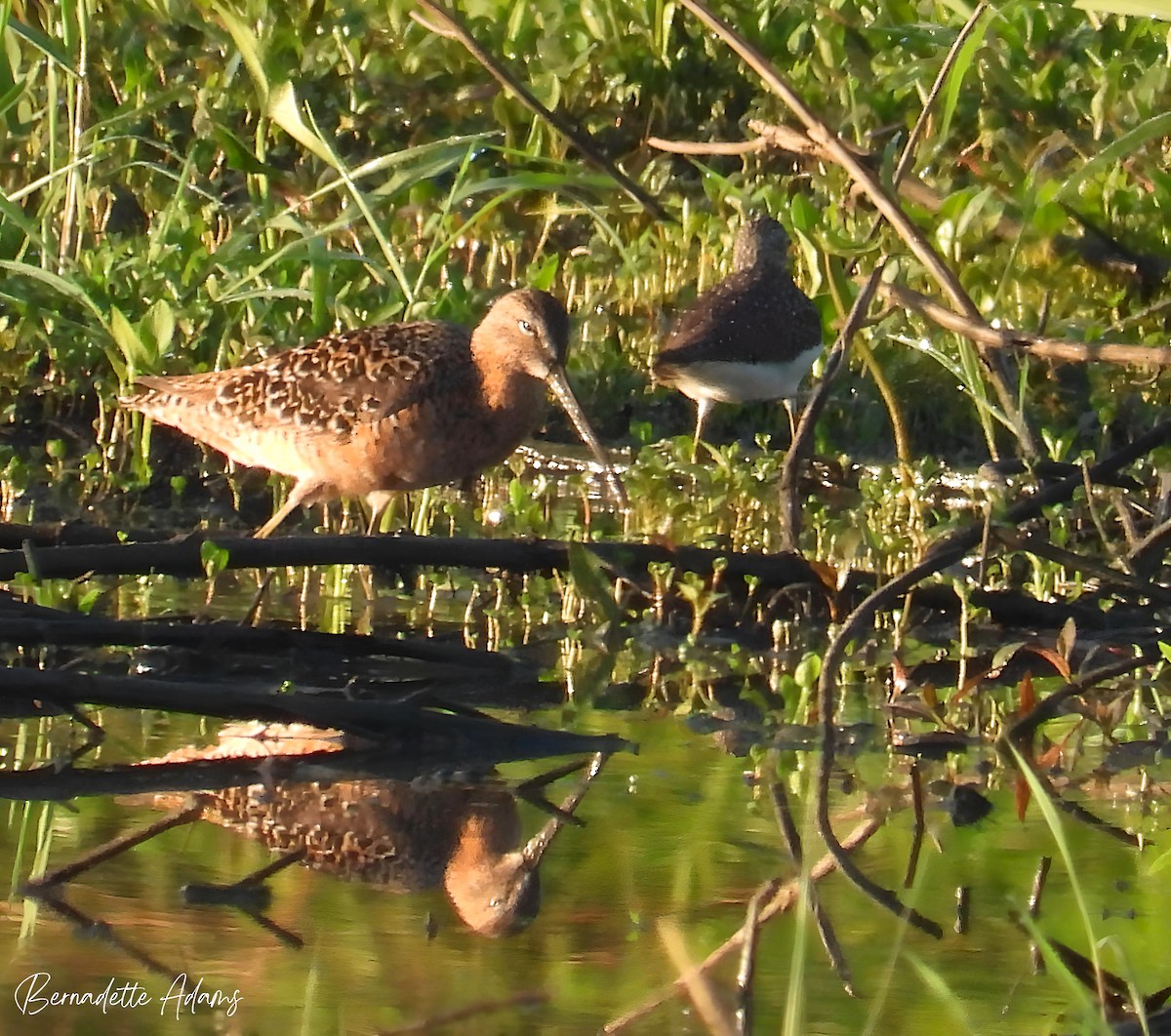 Long-billed Dowitcher - Bernadette Adams