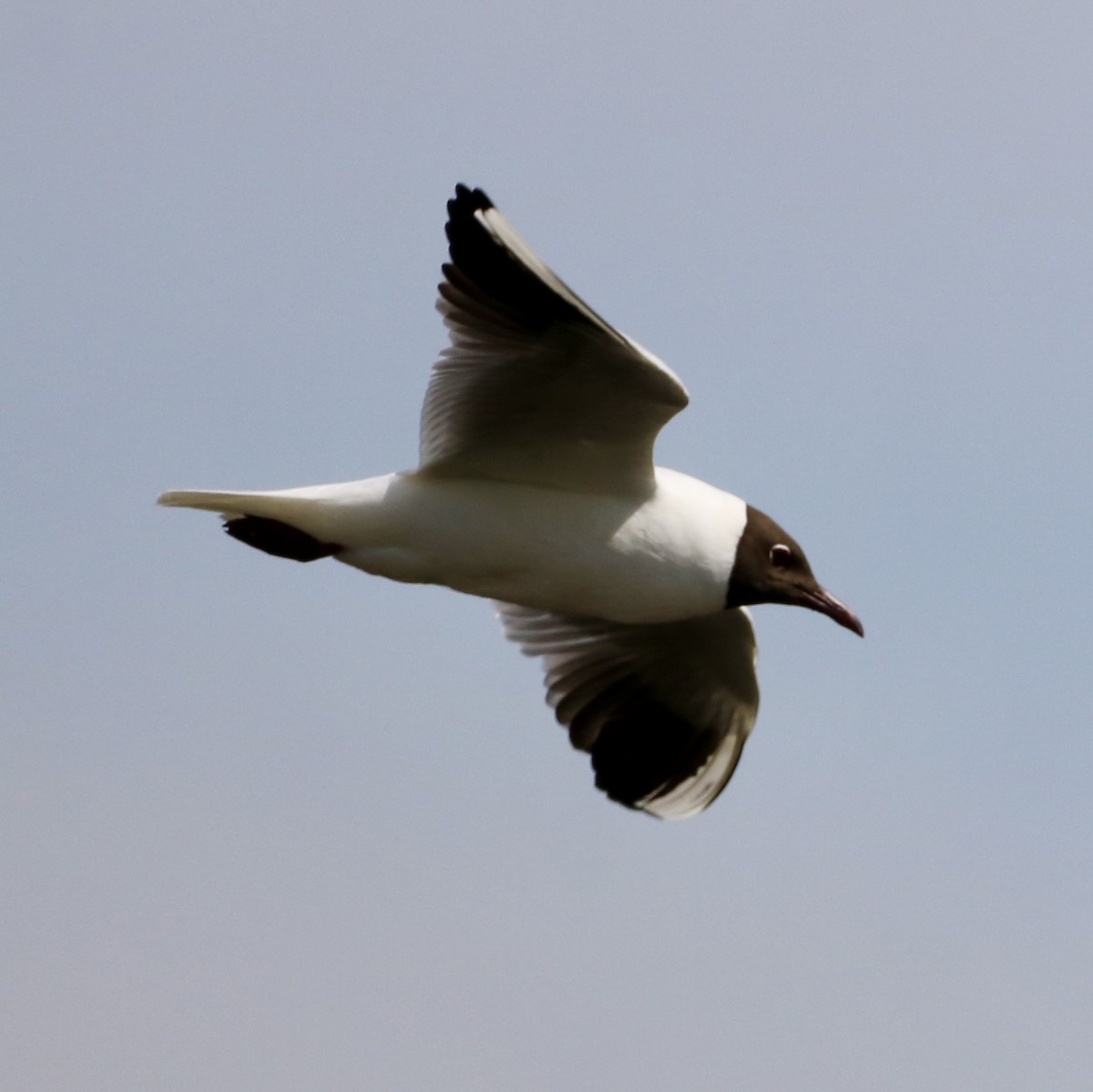 Black-headed Gull - Carla Morris