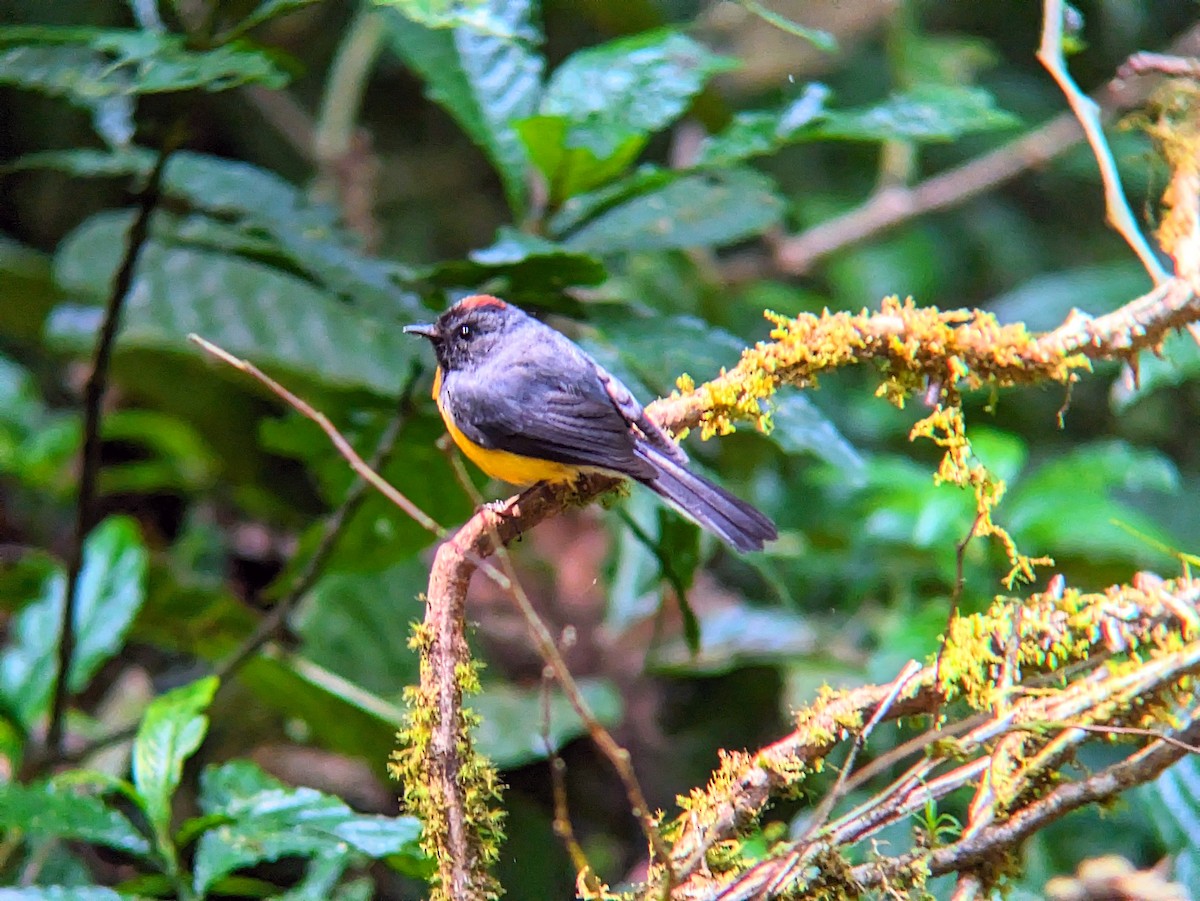 Slate-throated Redstart - Reder Daughenbaugh