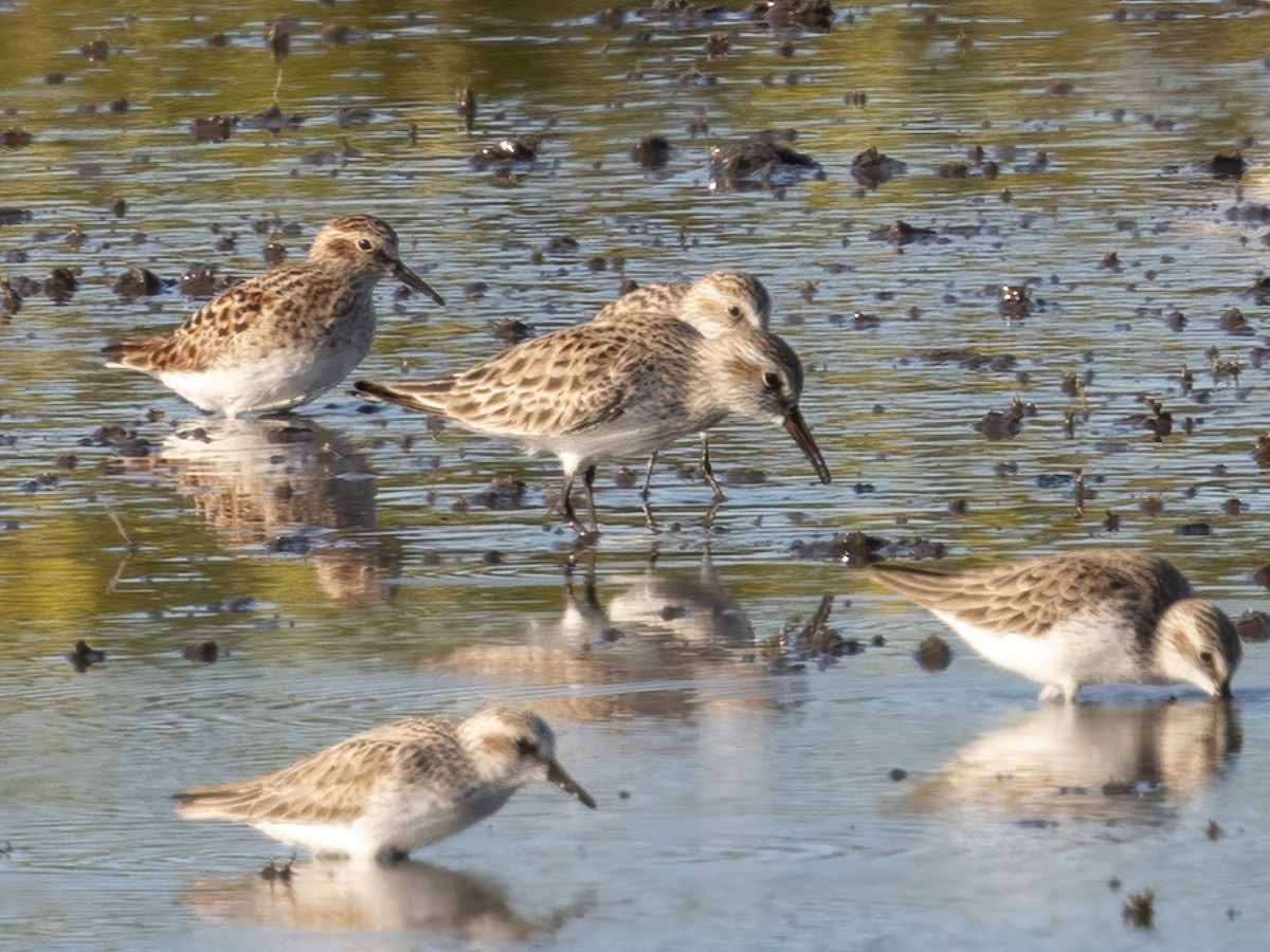 White-rumped Sandpiper - Scott Coupland