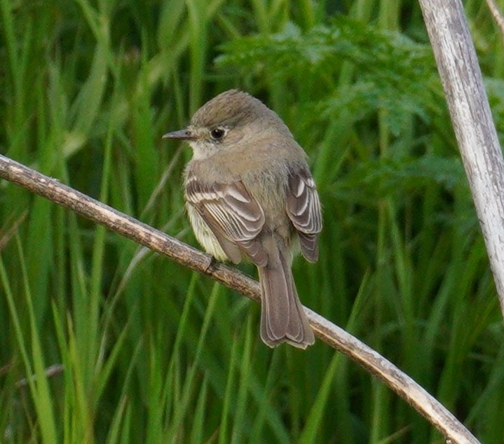 Dusky Flycatcher - ML618357998