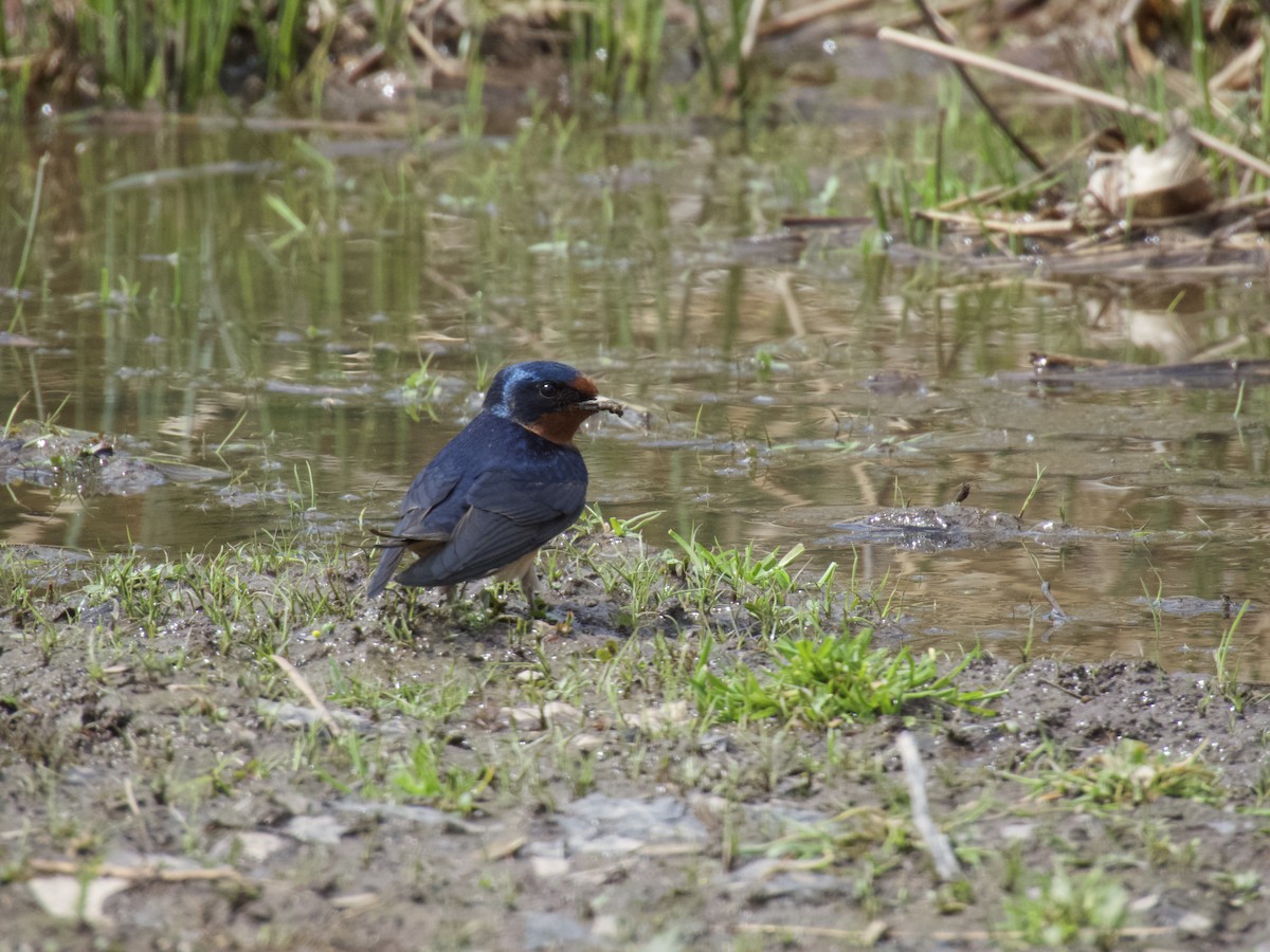 Barn Swallow - ML618358014