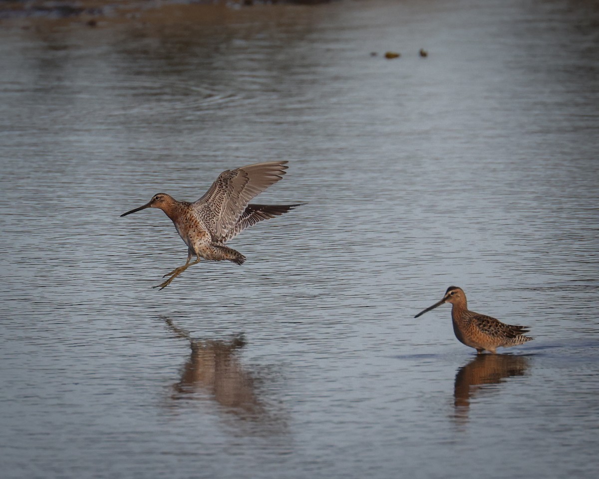 Long-billed Dowitcher - patrick barry