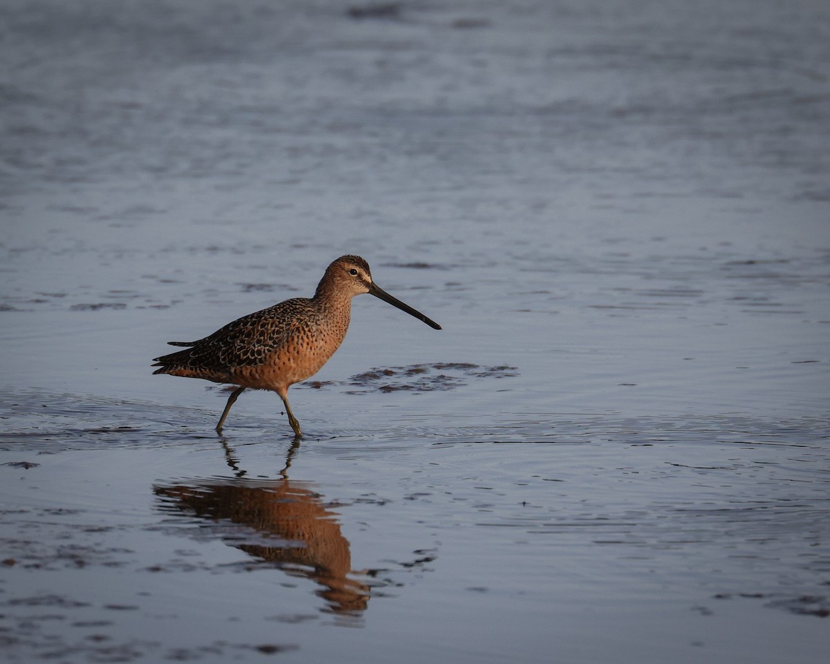 Long-billed Dowitcher - patrick barry