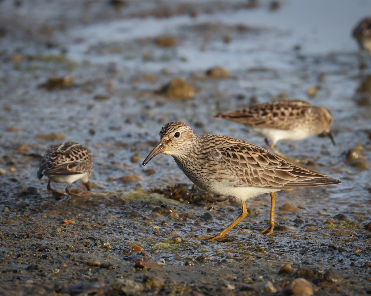 Graubrust-Strandläufer - ML618358058